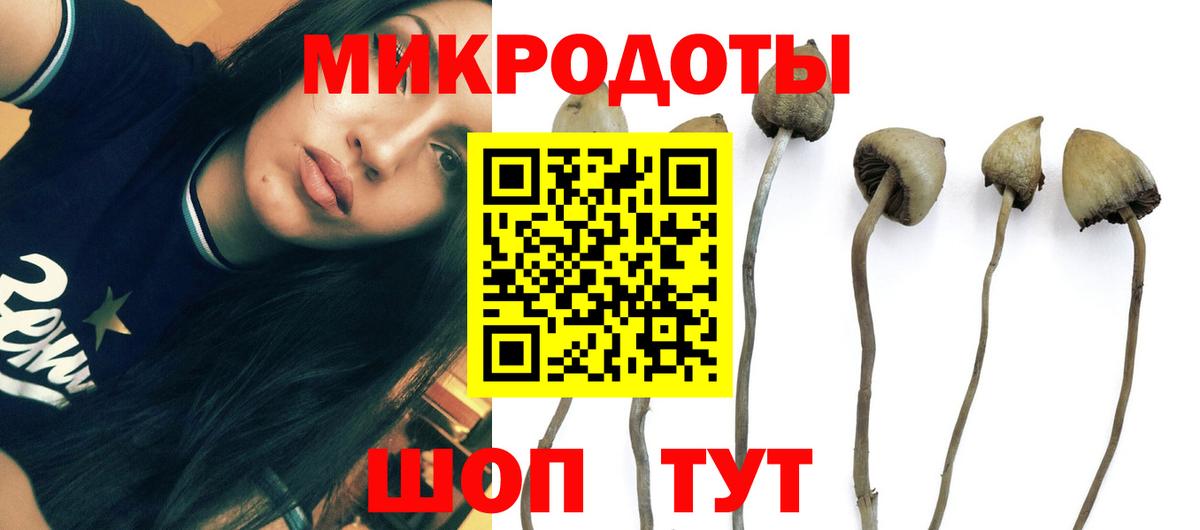 Галлюциногенные грибы Psilocybe Рубцовск